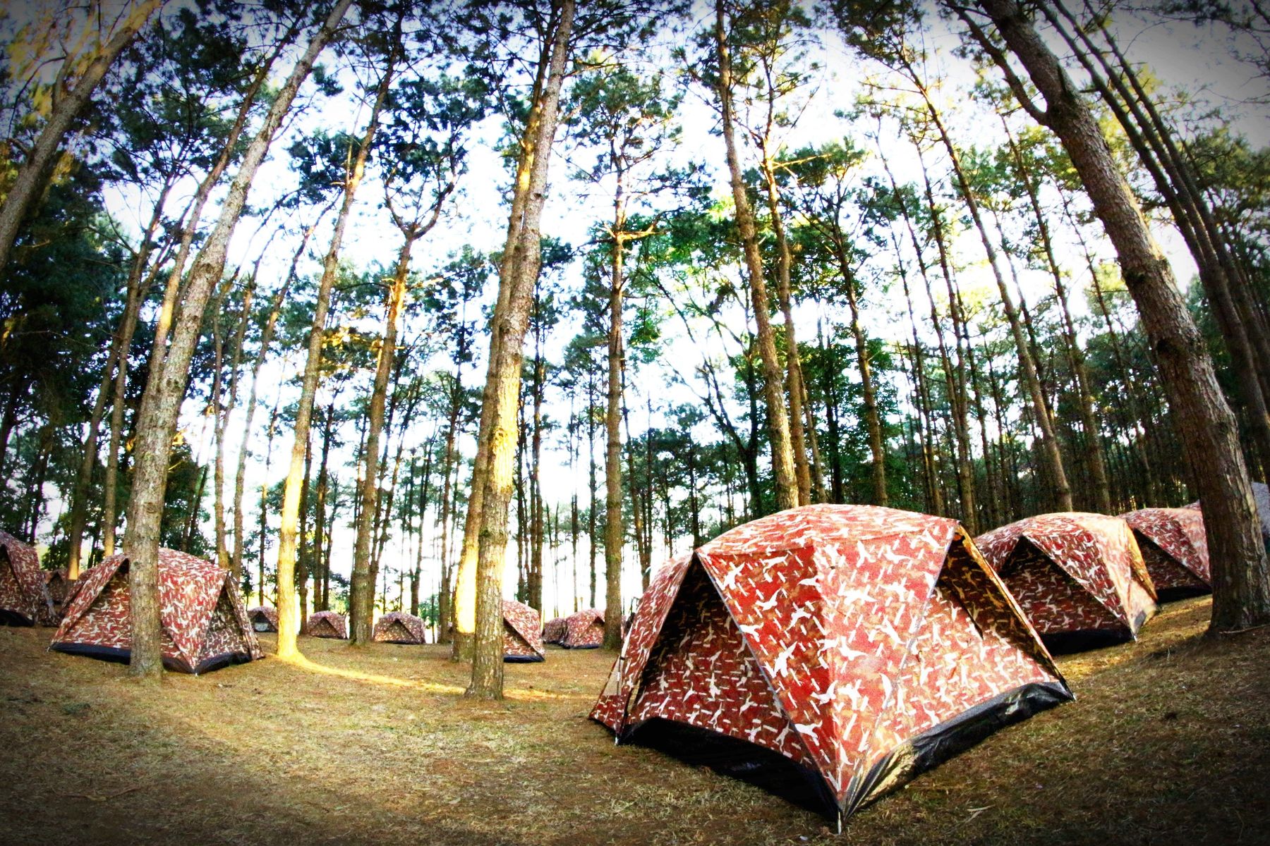 Many red patterned dome tents spread across a sunny pine forest campsite